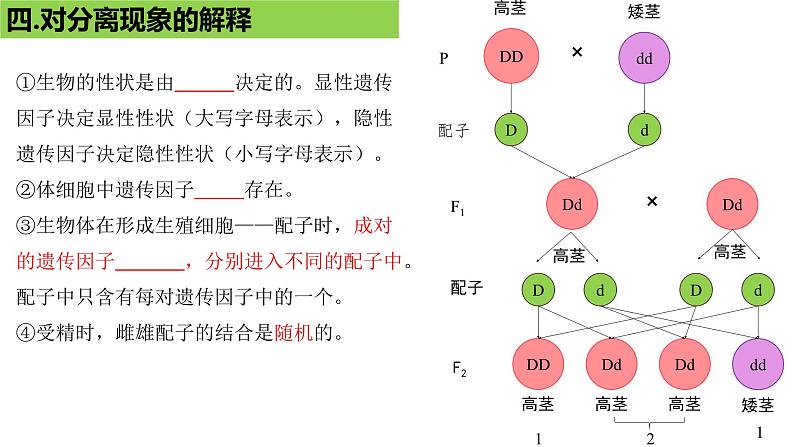 2023届复习：遗传因子的发现知识点填空课件PPT第6页