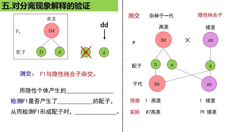 2023届复习：遗传因子的发现知识点填空课件PPT第7页