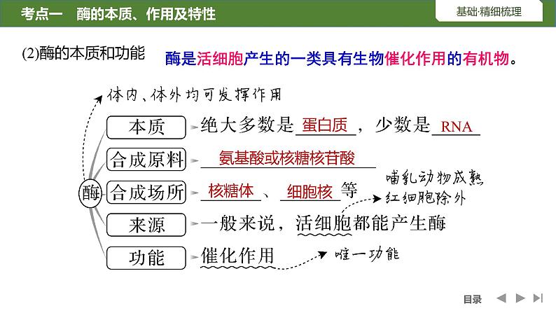 2024届高三生物复习第7讲　降低化学反应活化能的酶课件PPT第4页