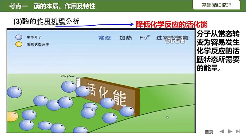 2024届高三生物复习第7讲　降低化学反应活化能的酶课件PPT第5页