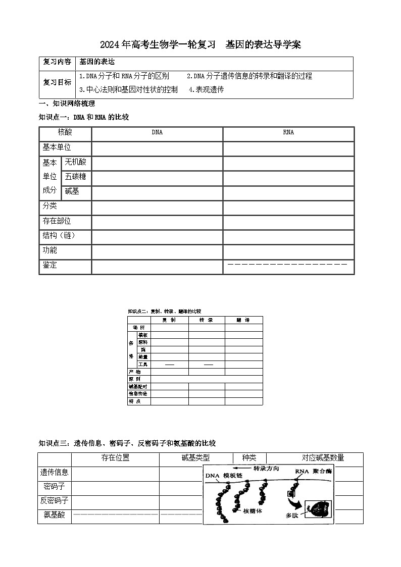 2024届高考生物一轮复习 基因的表达导学案第1页