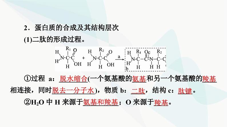 高考生物总复习第1单元第3课蛋白质和核酸课件第5页