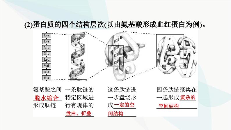 高考生物总复习第1单元第3课蛋白质和核酸课件第6页