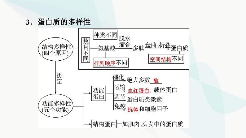 高考生物总复习第1单元第3课蛋白质和核酸课件第7页