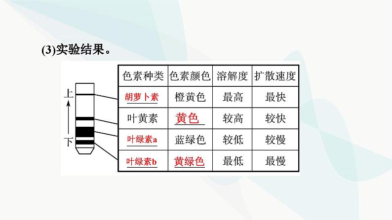 高考生物总复习第3单元第9课捕获光能的色素和结构及光合作用过程课件06