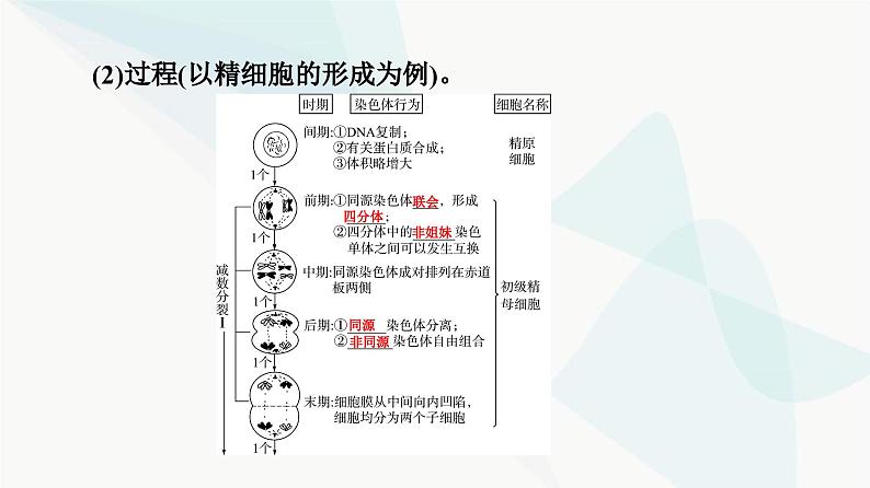 高考生物总复习第4单元第12课减数分裂和受精作用课件05