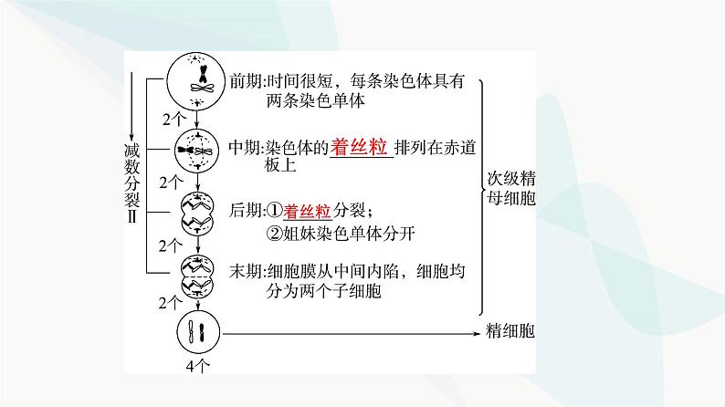 高考生物总复习第4单元第12课减数分裂和受精作用课件06