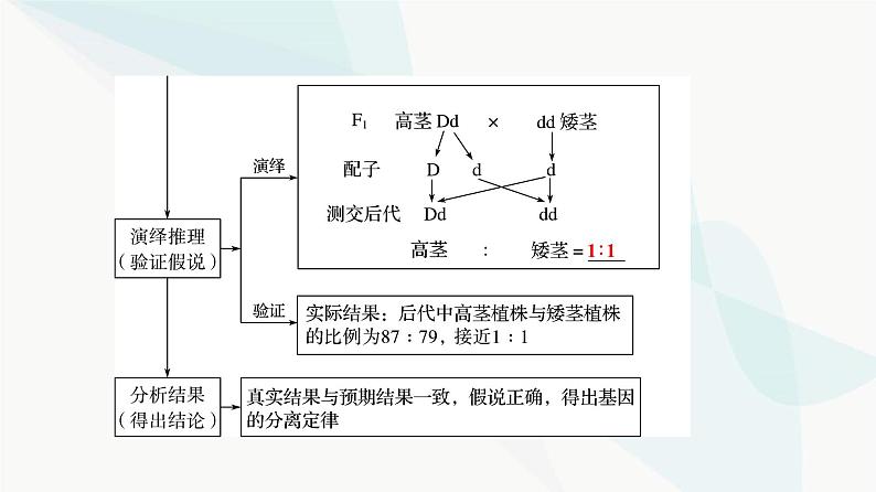 高考生物总复习第5单元第14课基因的分离定律课件第8页