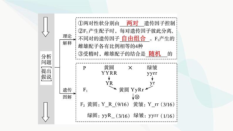 高考生物总复习第5单元第15课基因的自由组合定律课件第5页