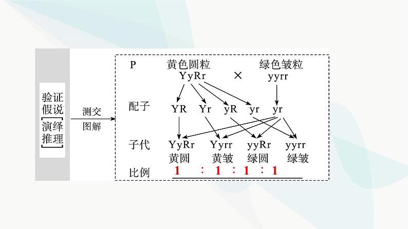 高考生物总复习第5单元第15课基因的自由组合定律课件第6页