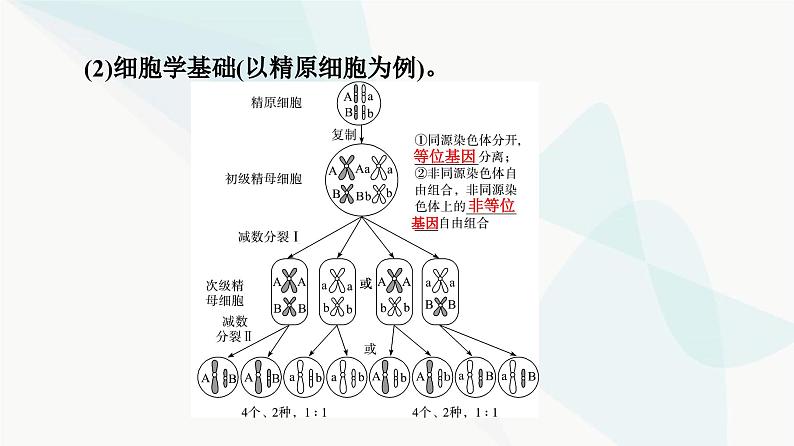 高考生物总复习第5单元第15课基因的自由组合定律课件第8页