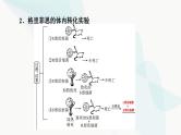 高考生物总复习第6单元第17课DNA是主要的遗传物质课件