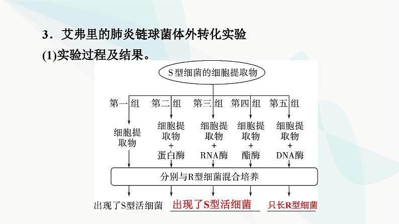 高考生物总复习第6单元第17课DNA是主要的遗传物质课件07