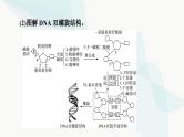 高考生物总复习第6单元第18课DNA的结构、复制和基因的本质课件