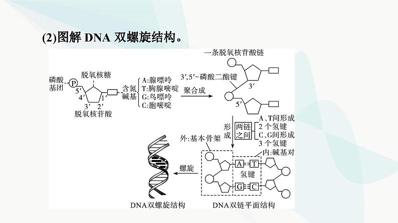 高考生物总复习第6单元第18课DNA的结构、复制和基因的本质课件05