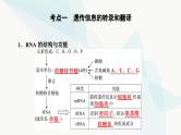高考生物总复习第6单元第19课基因的表达课件