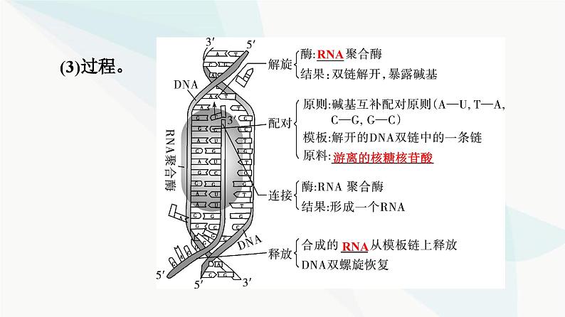 高考生物总复习第6单元第19课基因的表达课件第6页