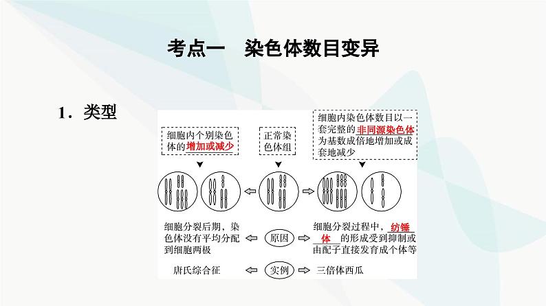 高考生物总复习第7单元第21课染色体变异课件第4页