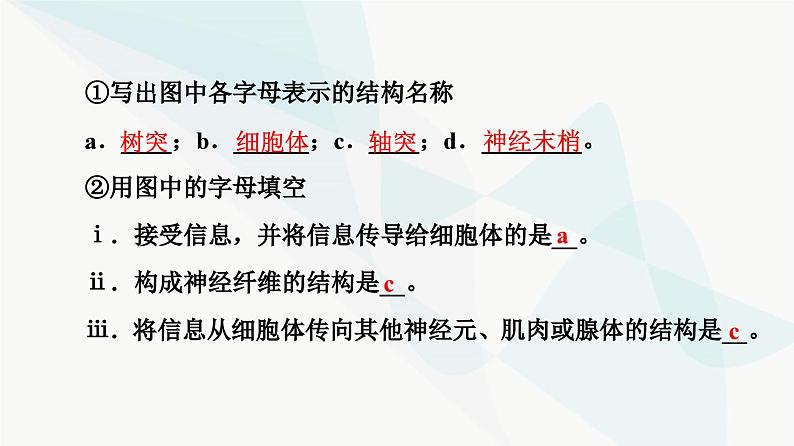 高考生物总复习第8单元第24课神经调节的结构基础及基本方式课件07