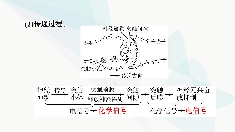 高考生物总复习第8单元第25课神经冲动的产生和传导神经系统的分级调节及人脑的高级功能课件08