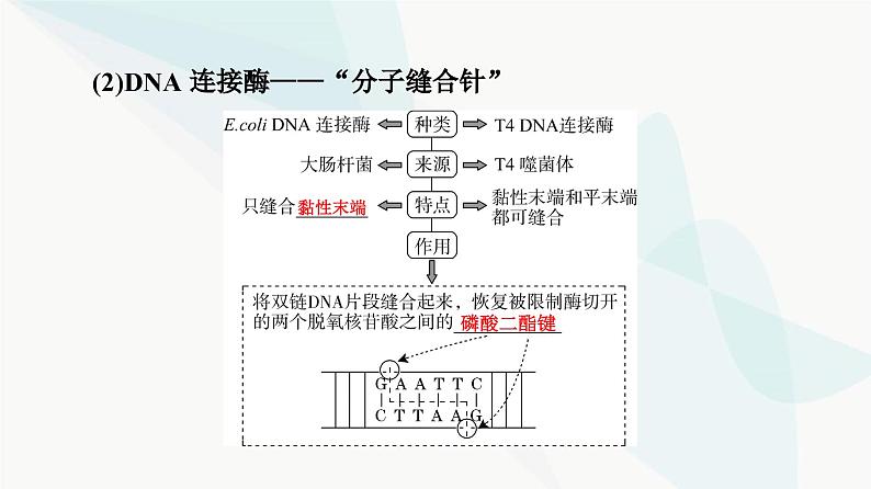 高考生物总复习第10单元第40课基因工程课件06