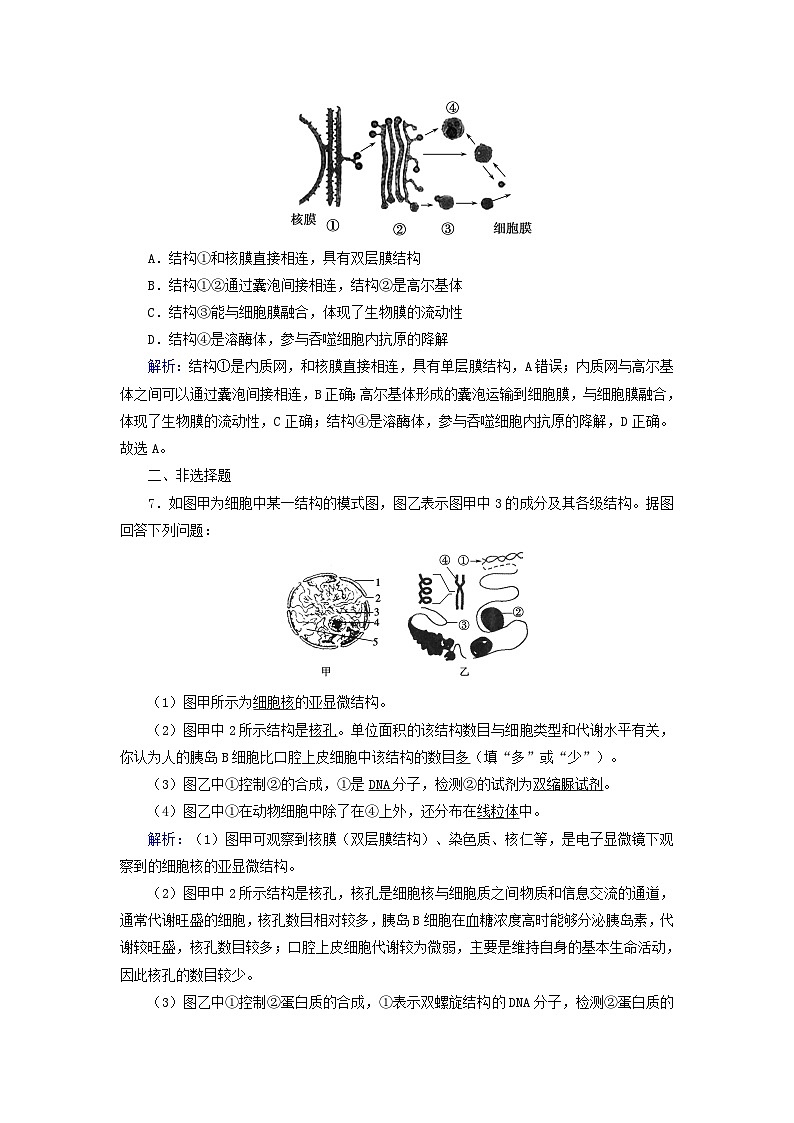 新教材2023年高中生物第3章细胞的基本结构第3节细胞核的结构和功能夯基提能作业新人教版必修1第3页