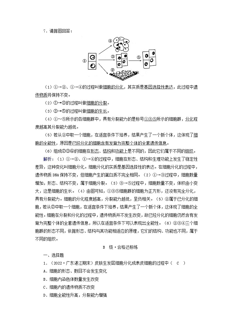 新教材2023年高中生物第6章细胞的生命历程第2节细胞的分化夯基提能作业新人教版必修103