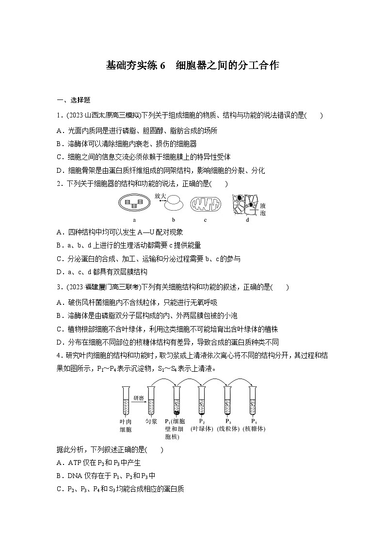 2024届高三生物一轮复习基础夯实练6：细胞器之间的分工合作第1页