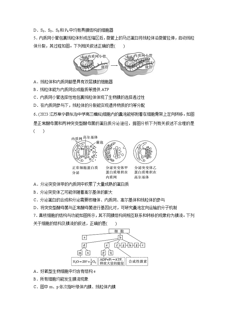 2024届高三生物一轮复习基础夯实练6：细胞器之间的分工合作第2页