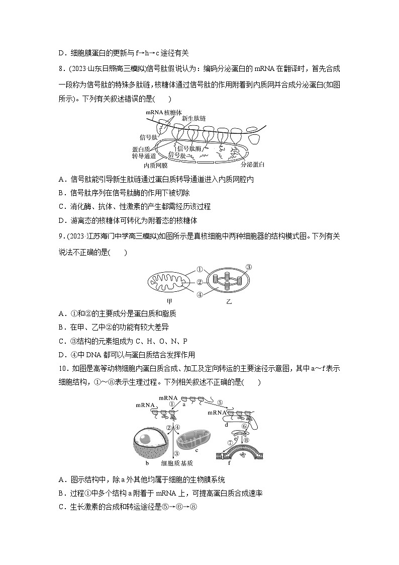 2024届高三生物一轮复习基础夯实练6：细胞器之间的分工合作第3页