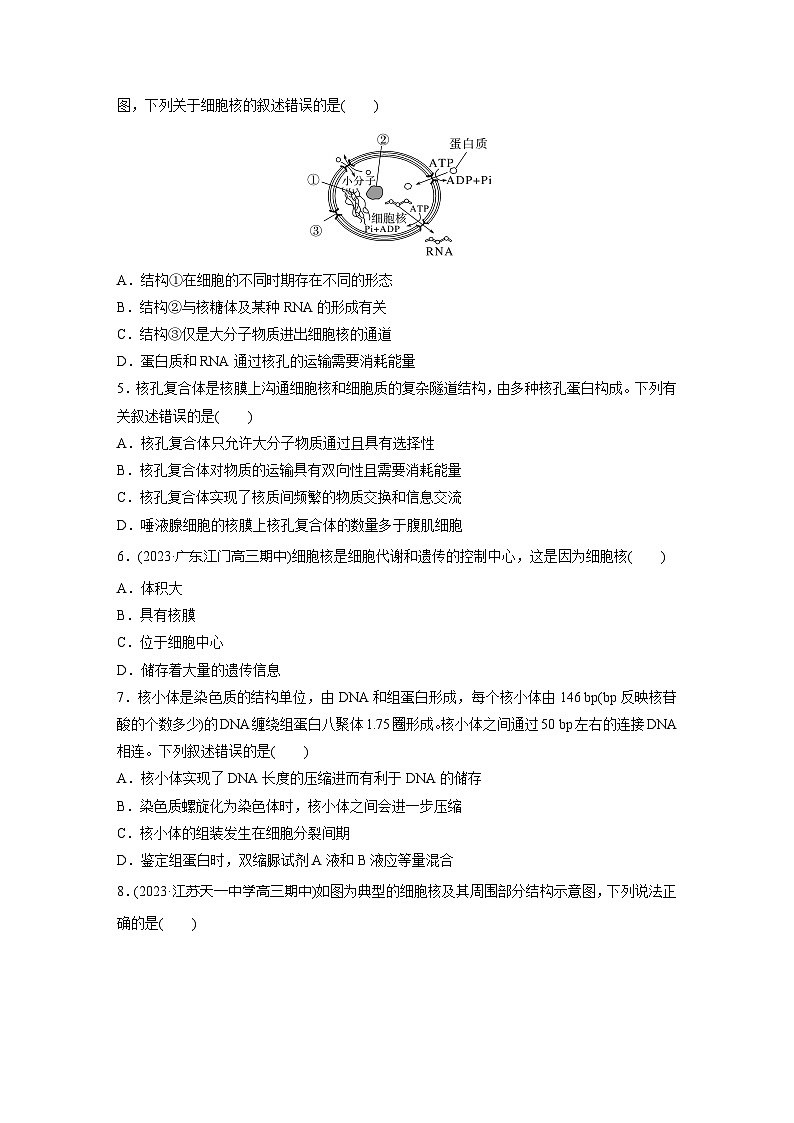 2024届高三生物一轮复习基础夯实练7：细胞核的结构和功能第2页