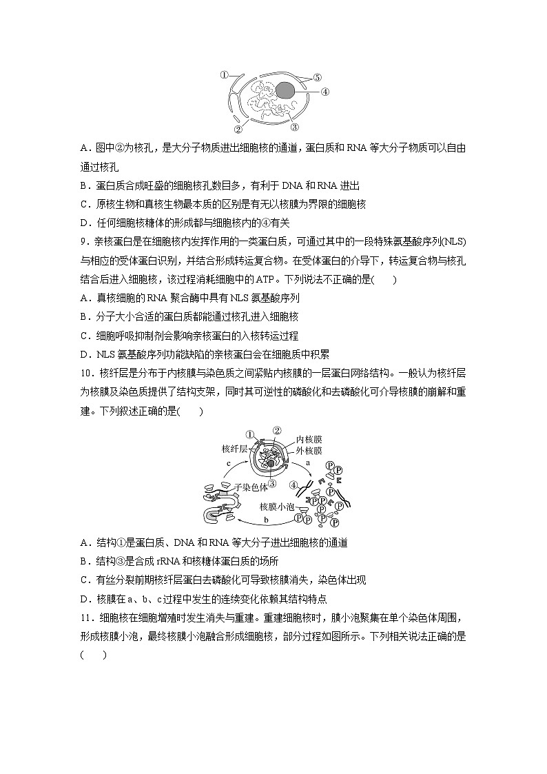 2024届高三生物一轮复习基础夯实练7：细胞核的结构和功能第3页