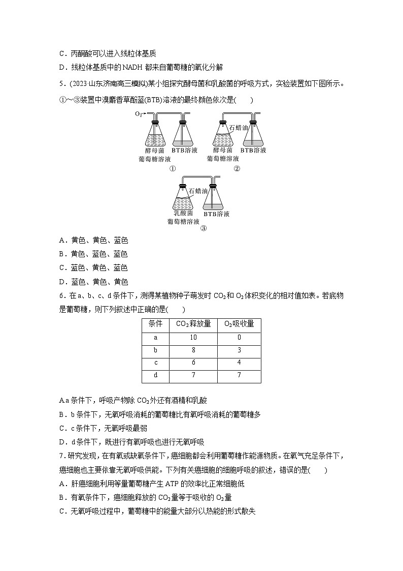 2024届高三生物一轮复习基础夯实练12：细胞呼吸的方式和过程第2页