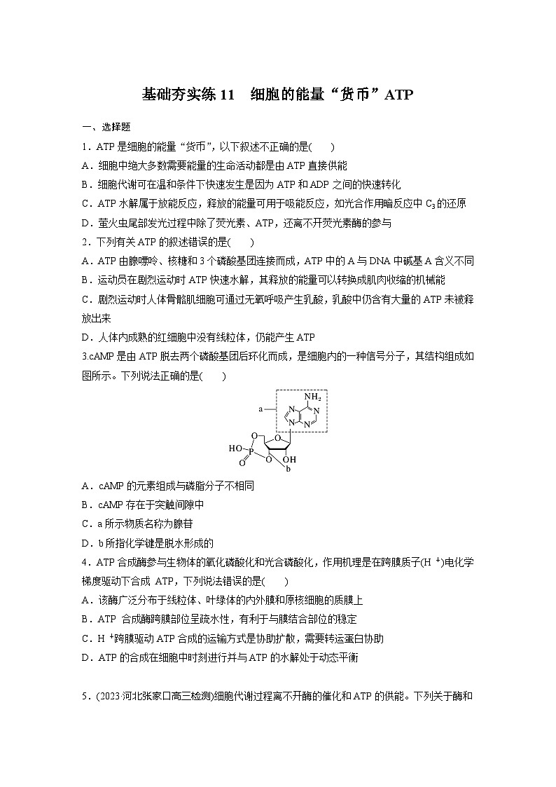2024届高三生物一轮复习基础夯实练11：细胞的能量“货币”ATP第1页