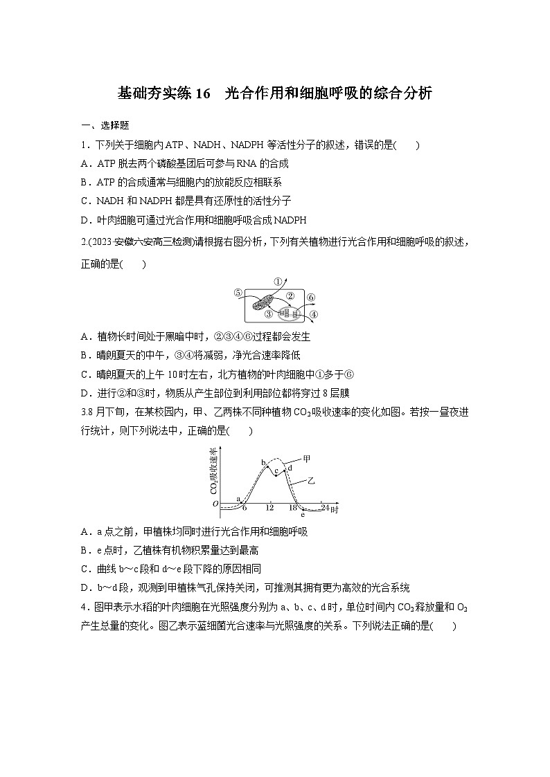 2024届高三生物一轮复习基础夯实练16：光合作用和细胞呼吸的综合分析第1页