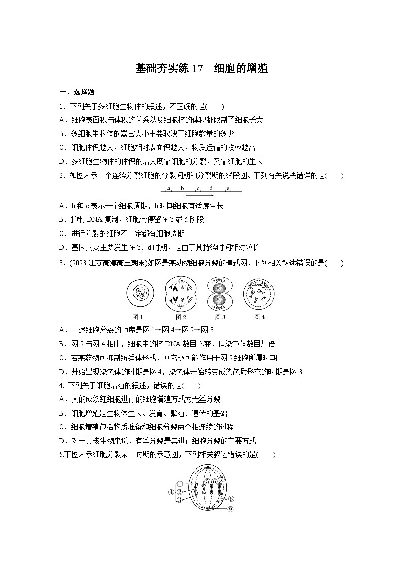 2024届高三生物一轮复习基础夯实练17：细胞的增殖第1页