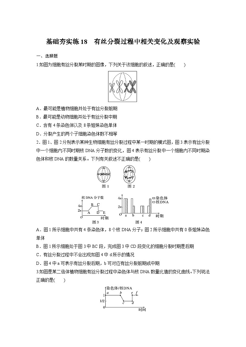 2024届高三生物一轮复习基础夯实练18：有丝分裂过程中相关变化及观察实验第1页
