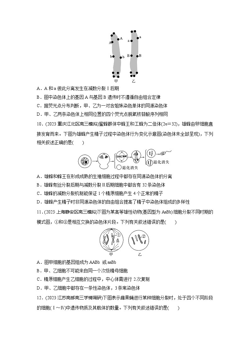 2024届高三生物一轮复习基础夯实练19：减数分裂和受精作用第3页