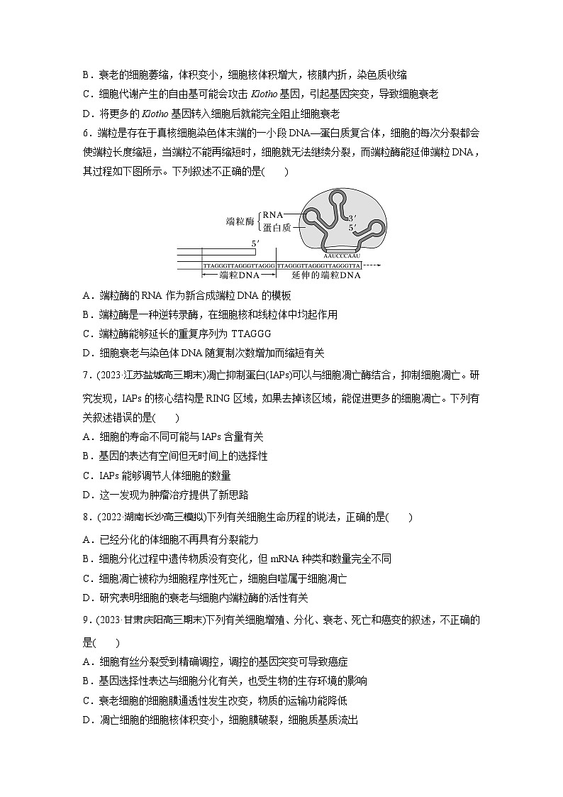2024届高三生物一轮复习基础夯实练21：细胞的分化、衰老和死亡第2页
