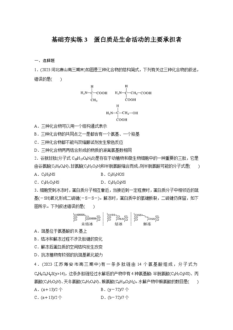 2024届高三生物一轮复习基础夯实练3：蛋白质是生命活动的主要承担者第1页
