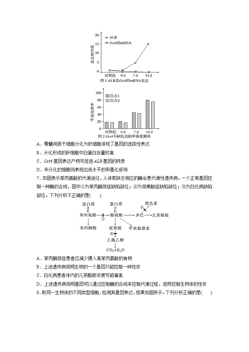 2024届高三生物一轮复习基础夯实练34：基因表达与性状的关系第3页
