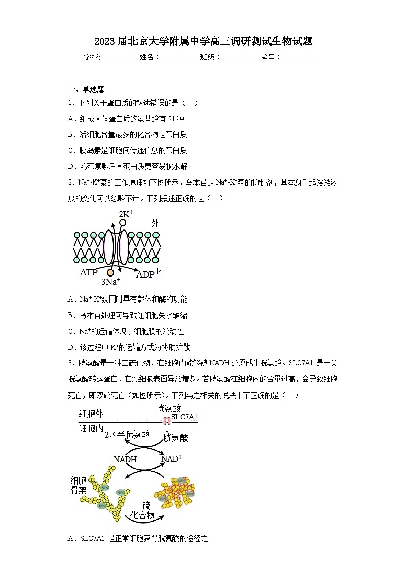 2023届北京大学附属中学高三调研测试生物试题（含解析）第1页
