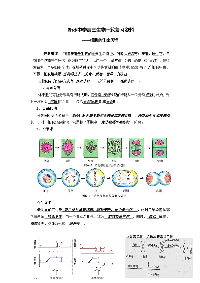03 衡水中学高三生物一轮复习资料——细胞的生命历程第1页