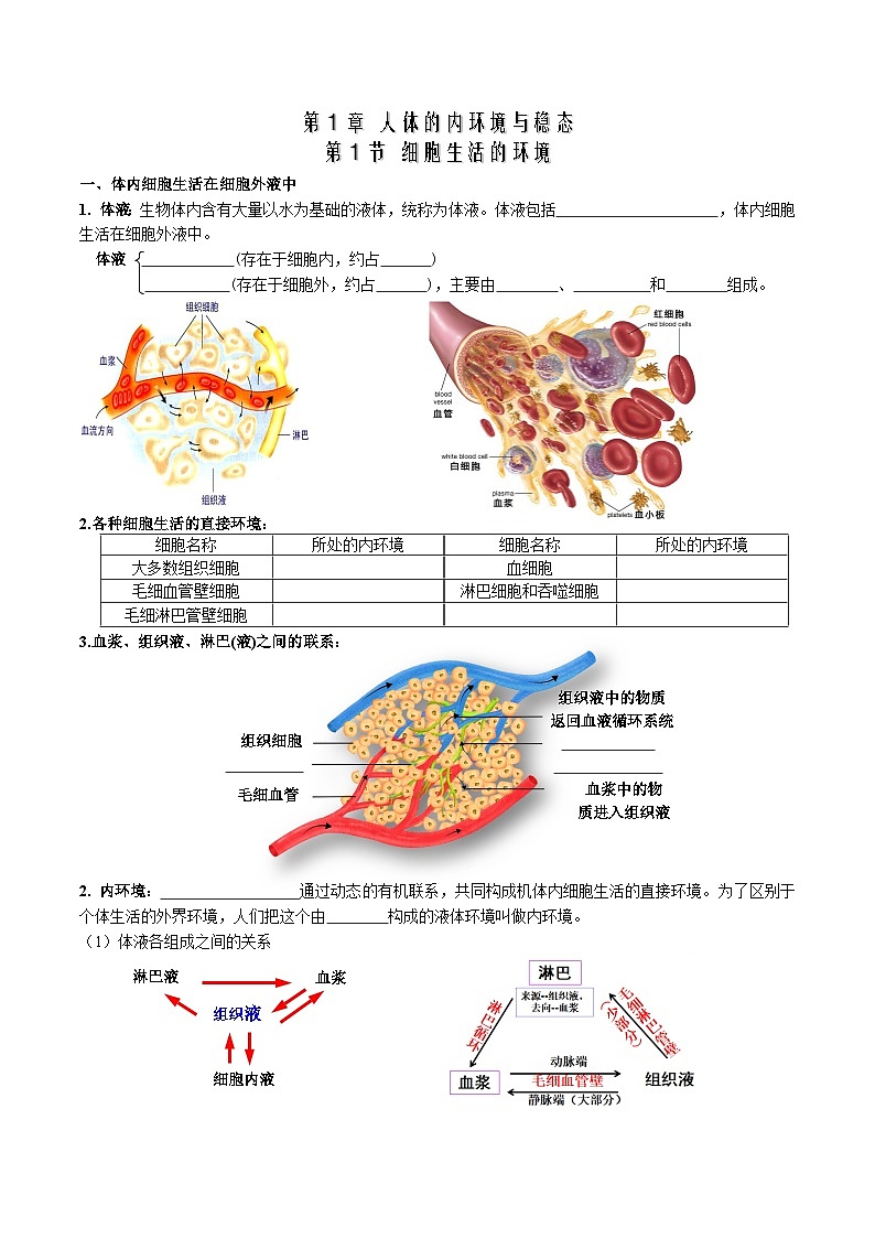 第1章 人体的内环境与稳态——【期末复习】高二上学期生物章节知识点梳理（人教版2019选择性必修1）01