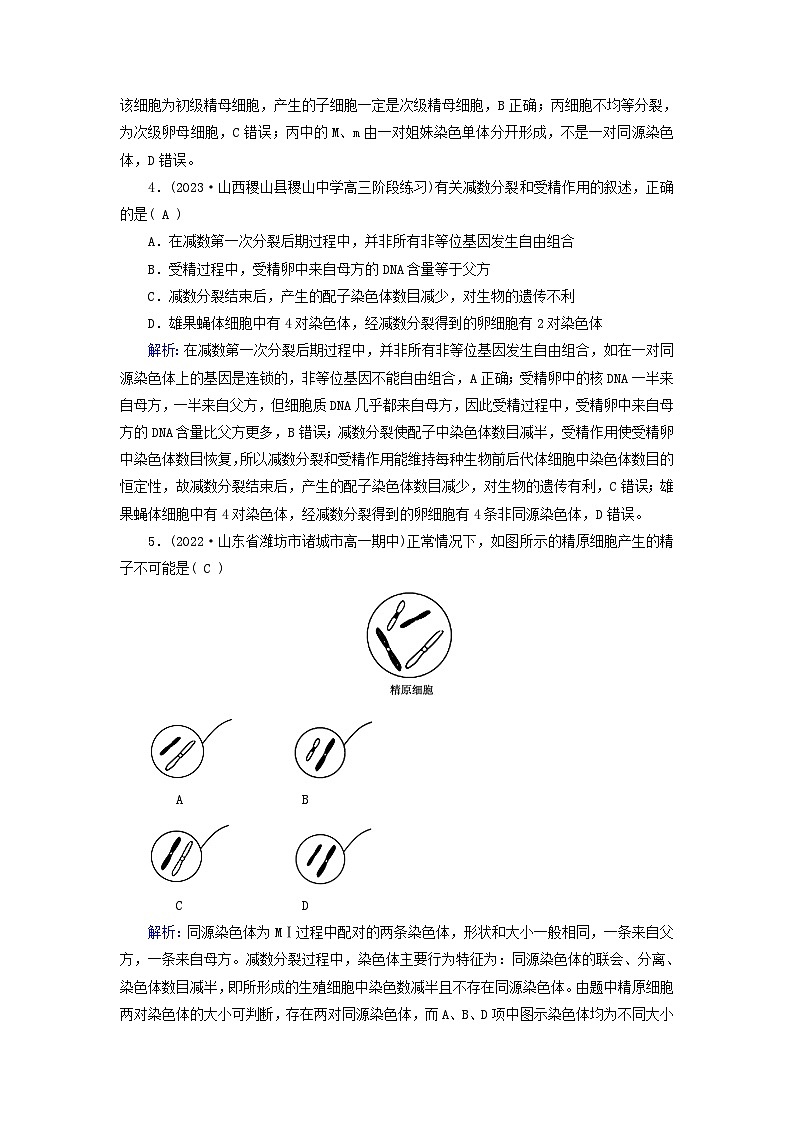 新高考适用2024版高考生物一轮总复习练案12必修1分子与细胞第四单元细胞的生命历程第2讲细胞的减数分裂和受精作用第2页