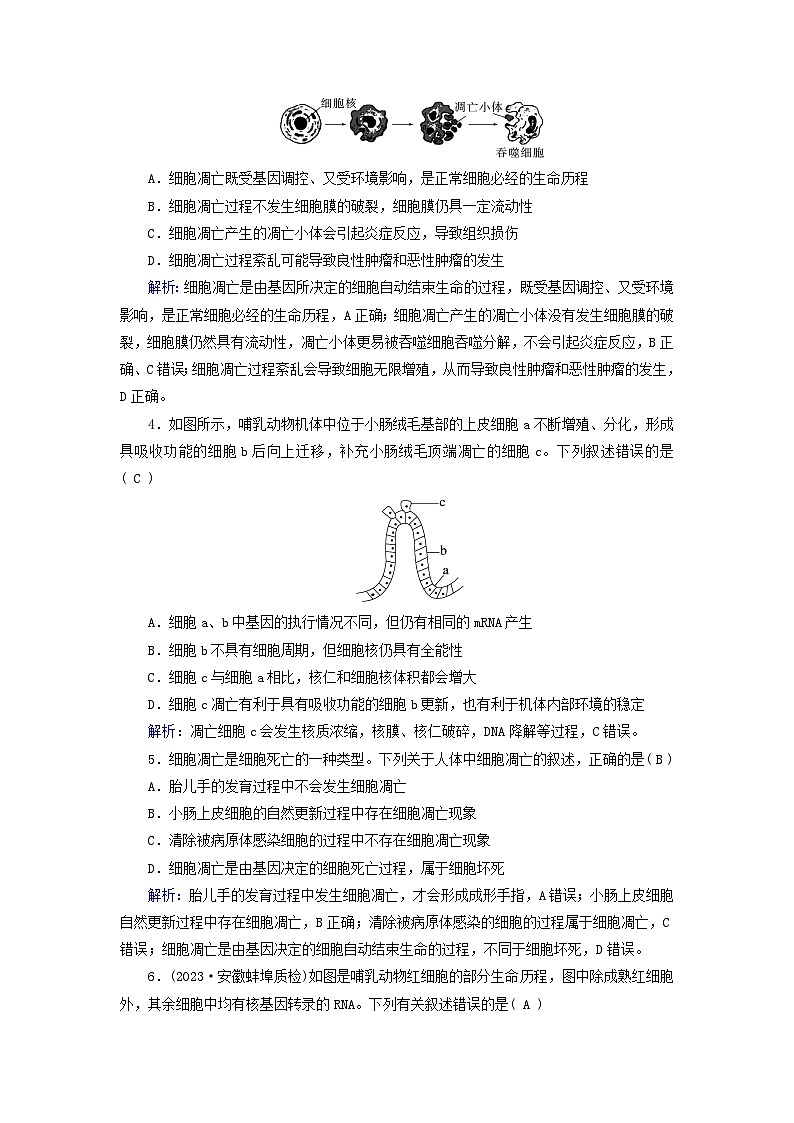 新高考适用2024版高考生物一轮总复习练案13必修1分子与细胞第四单元细胞的生命历程第3讲细胞的分化衰老和死亡第2页