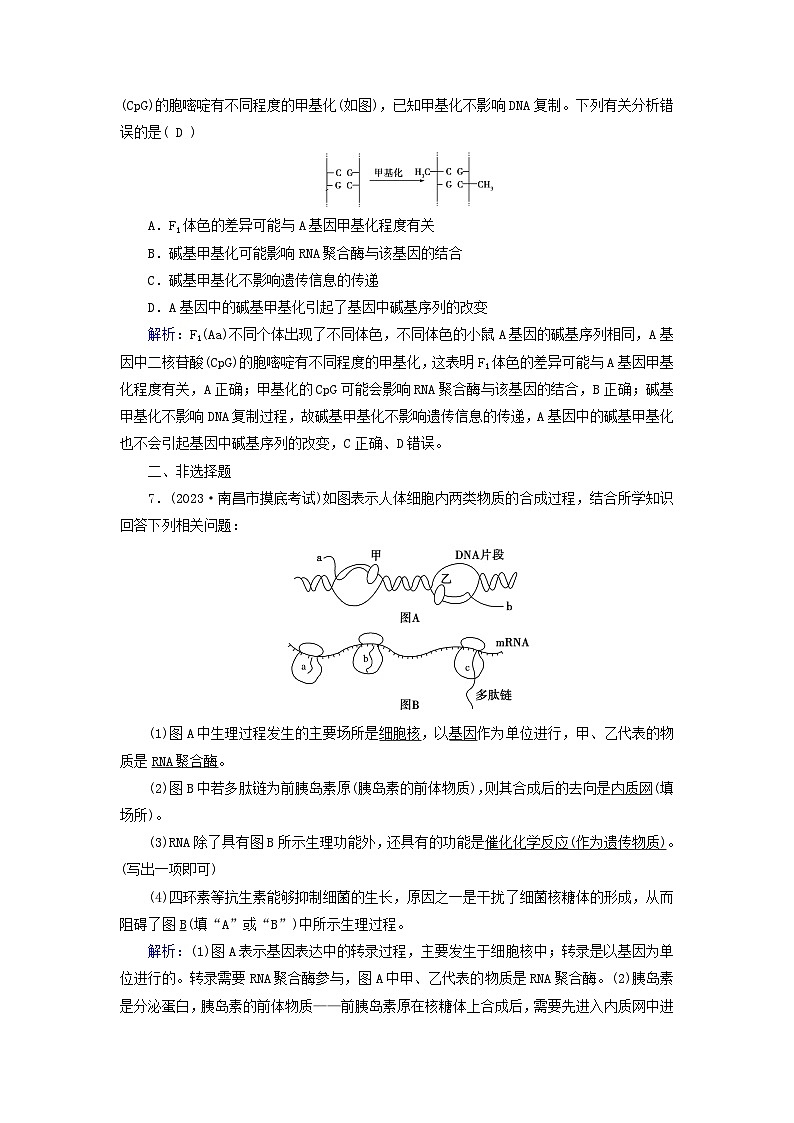 新高考适用2024版高考生物一轮总复习练案19必修2遗传与进化第六单元遗传的分子基础第3讲基因的表达03