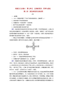 新高考适用2024版高考生物一轮总复习练案21必修2遗传与进化第七单元生物的变异育种与进化第2讲染色体变异及其应用