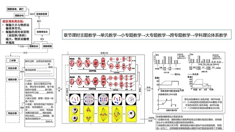 第2期 细胞的增殖过程中的物质变化规律与实验——2022-2023学年高一生物期末专题复习课件（人教版2019必修2）第3页