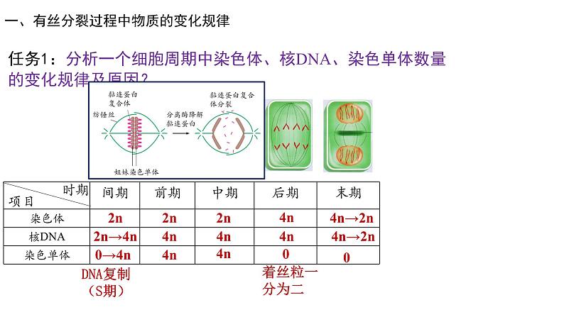 第2期 细胞的增殖过程中的物质变化规律与实验——2022-2023学年高一生物期末专题复习课件（人教版2019必修2）第5页